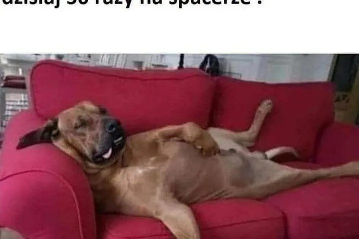 Sikanie psa na kanapę